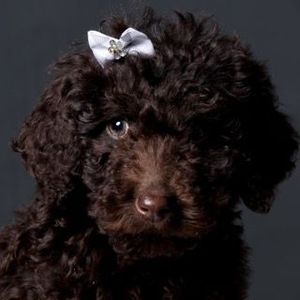 Meet your Posher, Carole